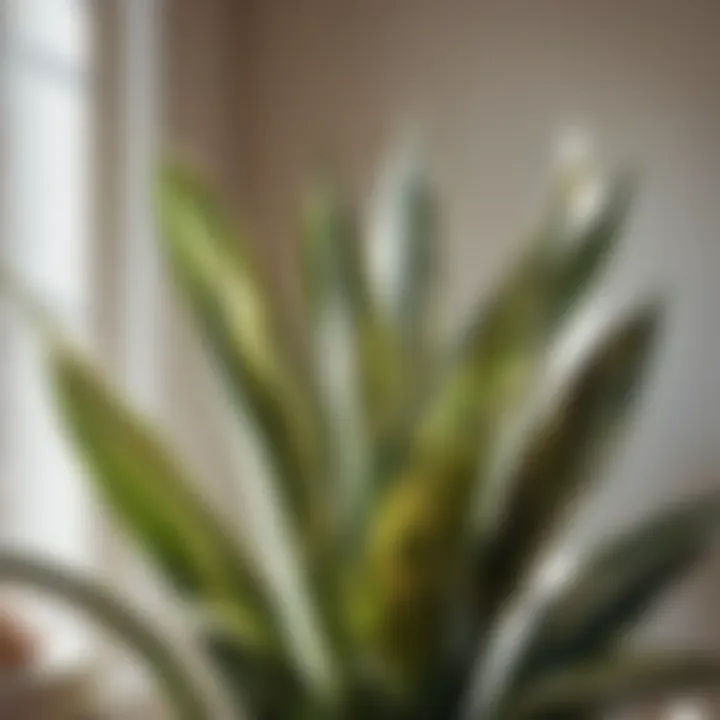 Exotic snake plant with tall, striped leaves