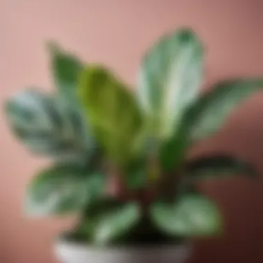 Colorful variegated calathea with intricate leaf patterns