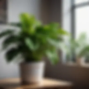 Indoor Plant with Air-Purifying Qualities