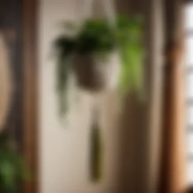 Bohemian Bliss: Indoor Plant Suspended in a Macrame Holder Indoor Plant Hanging in Macrame Holder