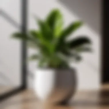 Indoor Plant in Modern Minimalist Pot