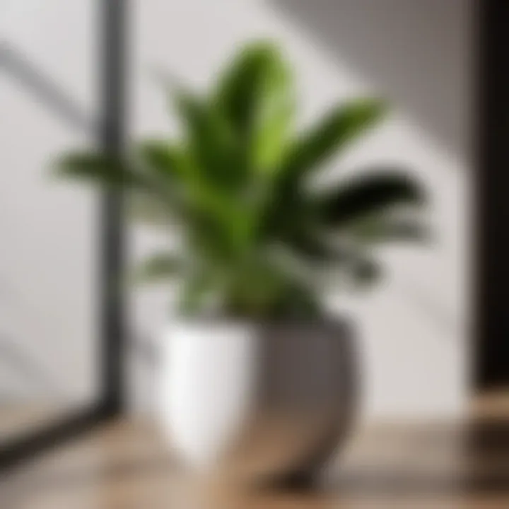 Indoor Plant in Modern Minimalist Pot