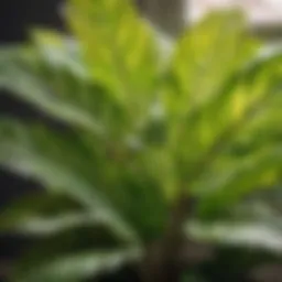 Indoor Plant with Variegated Leaves