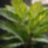 Variegated Beauty: A Stunning Indoor Plant Choice Indoor Plant with Variegated Leaves