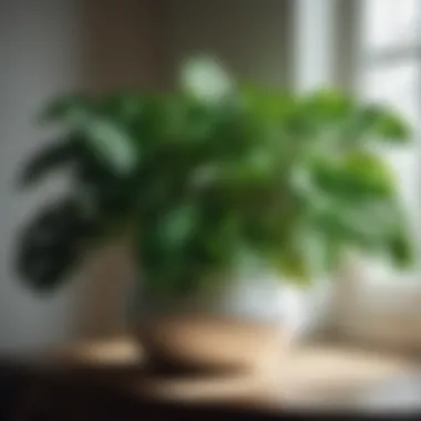 Indoor Plant with Voluminous Foliage