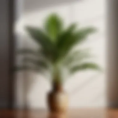 Graceful Areca Palm Graceful Areca Palm