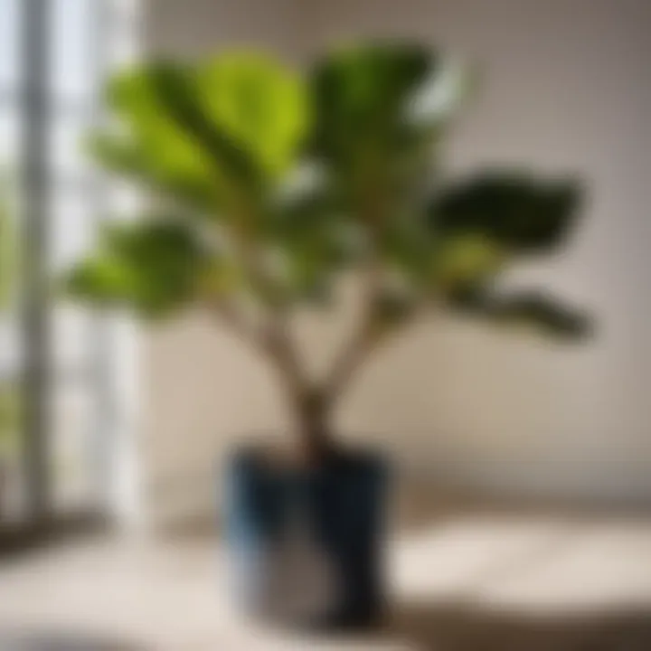 Majestic Fiddle Leaf Fig