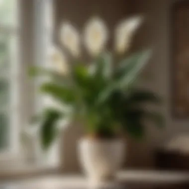 Peace Lily with Elegant White Blooms Peace Lily showcasing elegant white blooms in a cozy room