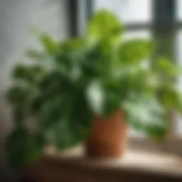 Lush foliage of Pothos plant in modern indoor setting
