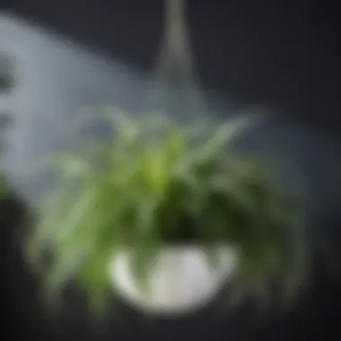 Spider Plant with Cascading Green Foliage Spider Plant displaying cascading green foliage in a hanging planter
