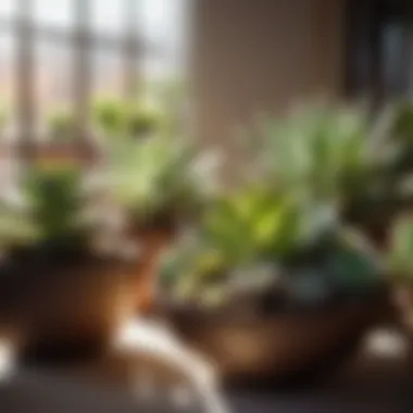 Thriving Succulent Varieties for Indoor Spaces Succulent varieties thriving in a sunlit indoor space