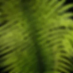 Exotic fern with intricate fronds