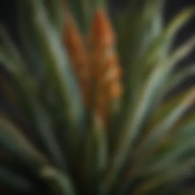 Vibrant Snake Plant Foliage Close-up of a vibrant snake plant showcasing its unique foliage