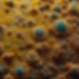 Microscopic View of Mold Spores Mold spores magnified under microscope