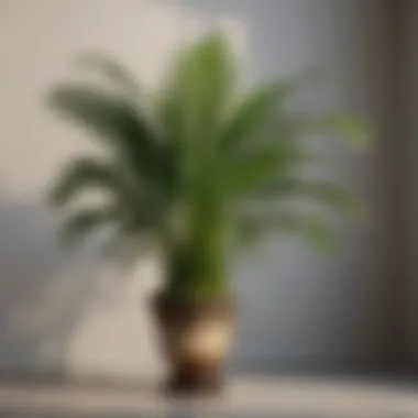 Areca Palm - Elegant Greenery Safe for Cats Feline-friendly Areca Palm