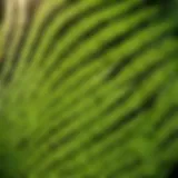 Exquisite Fern Leaf Close-Up