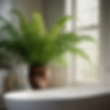 Fern plant in bathroom corner