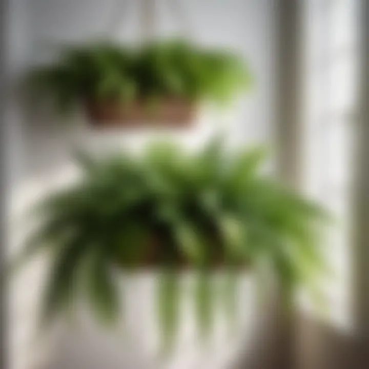 Ferns in stylish hanging planters