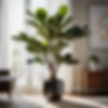 Graceful Ficus Audrey Plant Graceful Ficus Audrey Plant