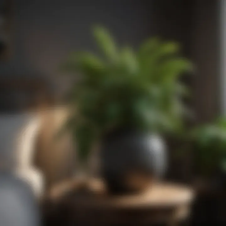 Stylish arrangement of bedroom plants