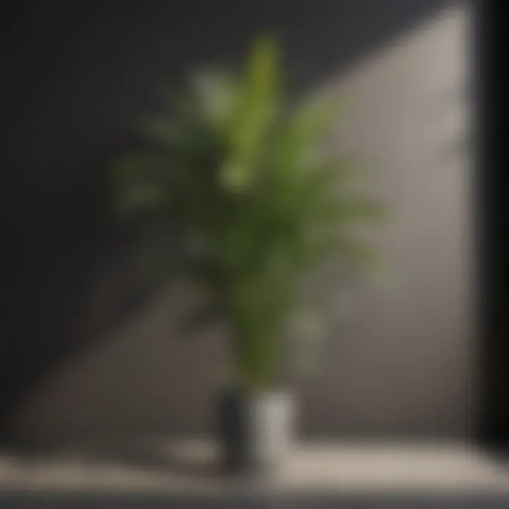 Tall slender plant with variegated leaves in shadowy corner