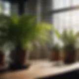 Indoor Plants Enhancing Air Quality