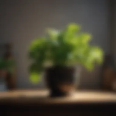 A vibrant pothos trailing elegantly from a shelf.