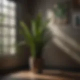 A lush snake plant thriving in a dimly lit corner.