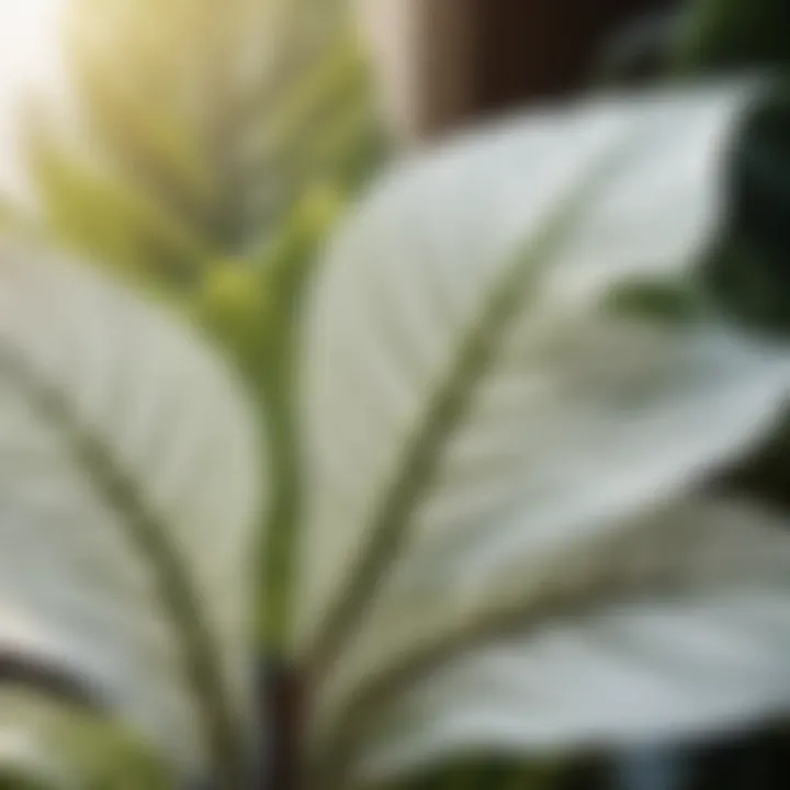 Close-up of intricate white leaf patterns on indoor plant