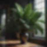 Lush tropical plant with broad leaves in dimly lit room