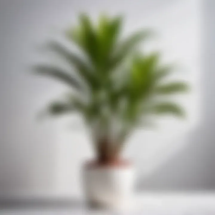 Tall and graceful Dracaena marginata plant against a white background