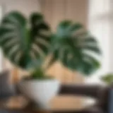 Beautiful lush Monstera deliciosa plant in a modern living room setting