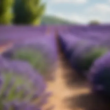 Lavender Fields