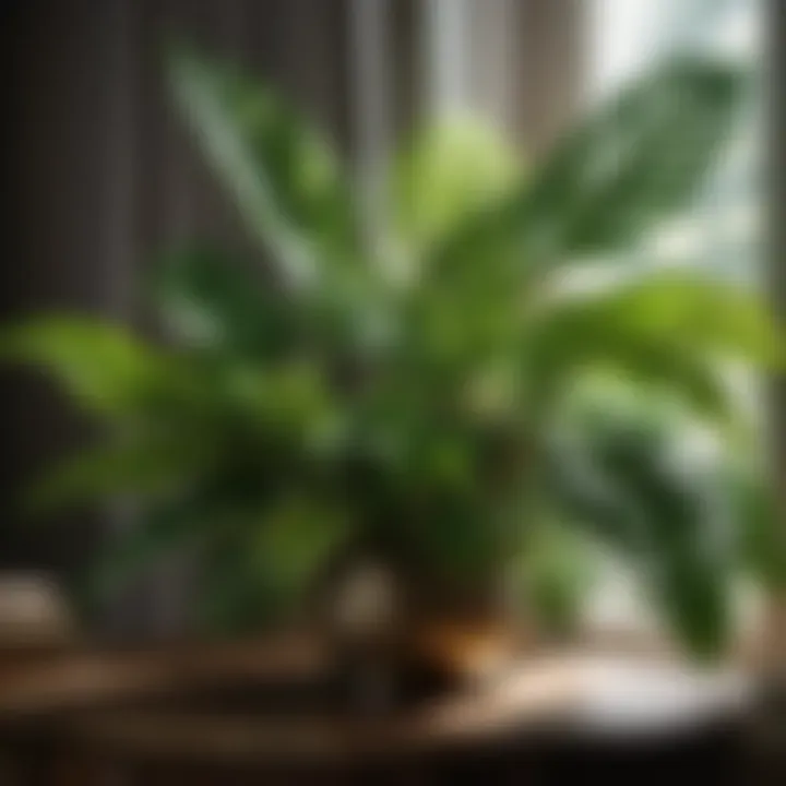 Leafy Elegance Foliage