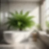 Lush Fern Plant in Bathroom