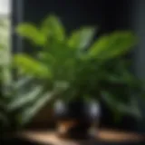 Lush green foliage plant in dark bedroom