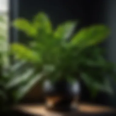 Lush green foliage plant in dark bedroom