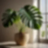 Majestic Monstera Deliciosa indoor plant