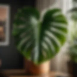 Majestic Monstera: A Green Statement in Low Light Environments