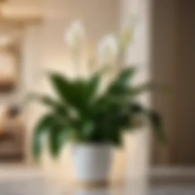 Peace Lily: Captivating Focal Point Air-purifying peace lily as a focal point in living room