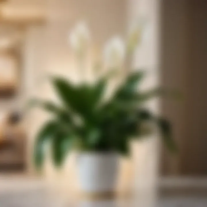 Peace Lily: Captivating Focal Point Air-purifying peace lily as a focal point in living room