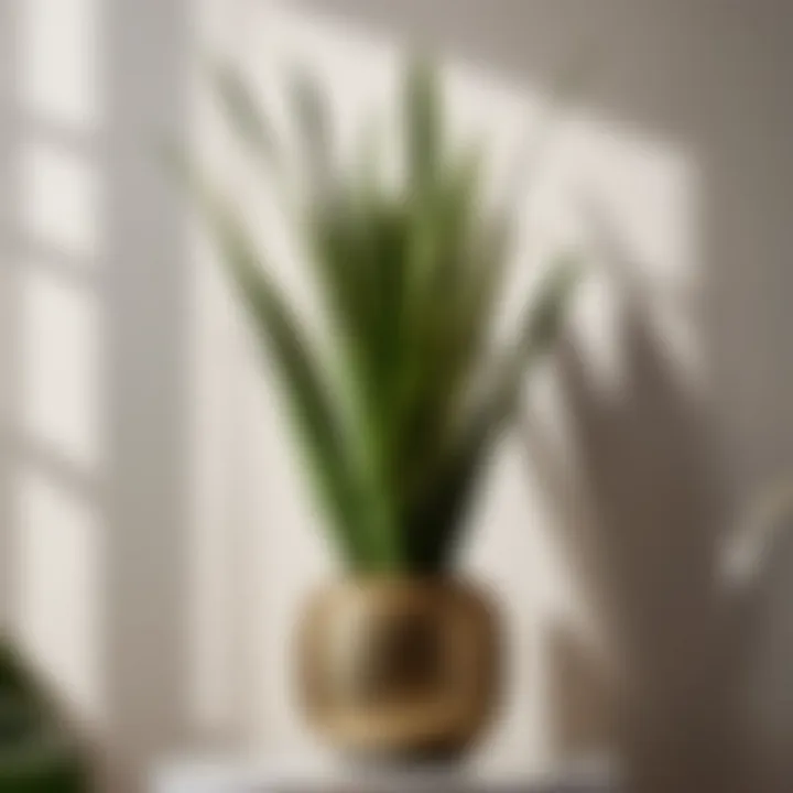 Sleek Snake Plant for Chic Decor Sleek snake plant enhancing living room decor
