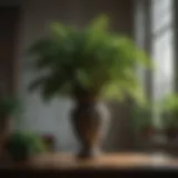 Elegant Foliage of an Indoor Plant