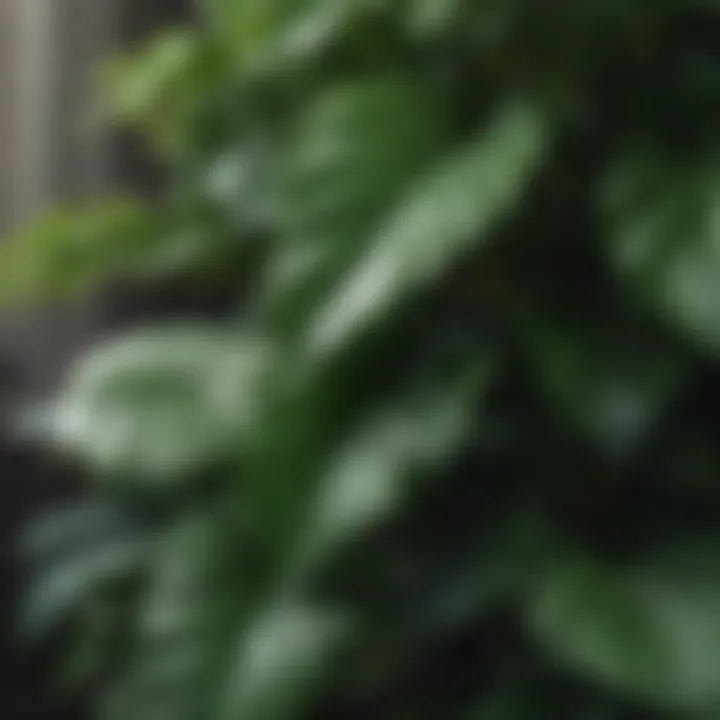 Close-up of Lush Leaves of a Medium-Sized Plant