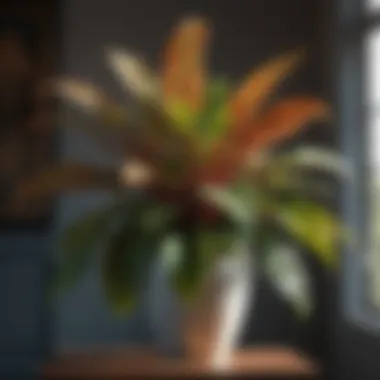 Variegated Beauty Indoor Plant with Variegated Leaves