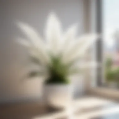 White leaf indoor plant accentuating modern interior decor