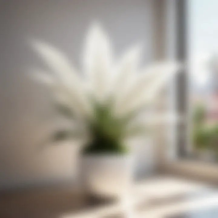 White leaf indoor plant accentuating modern interior decor