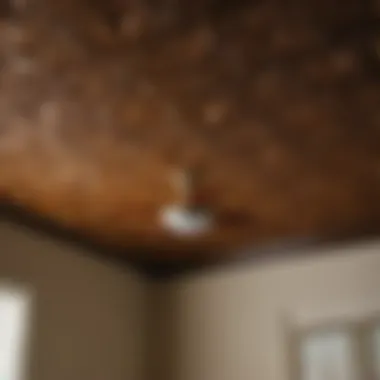 Mold Growth on Ceiling