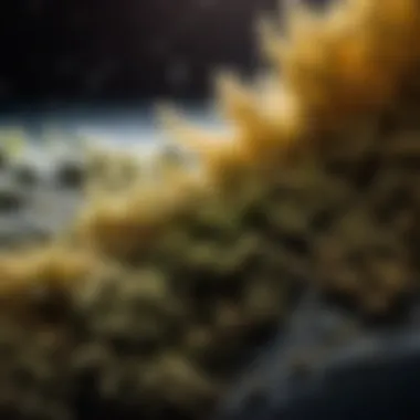 Mold growth under a microscope