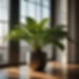 Transit of Indoor Plant Indoor plant in transit